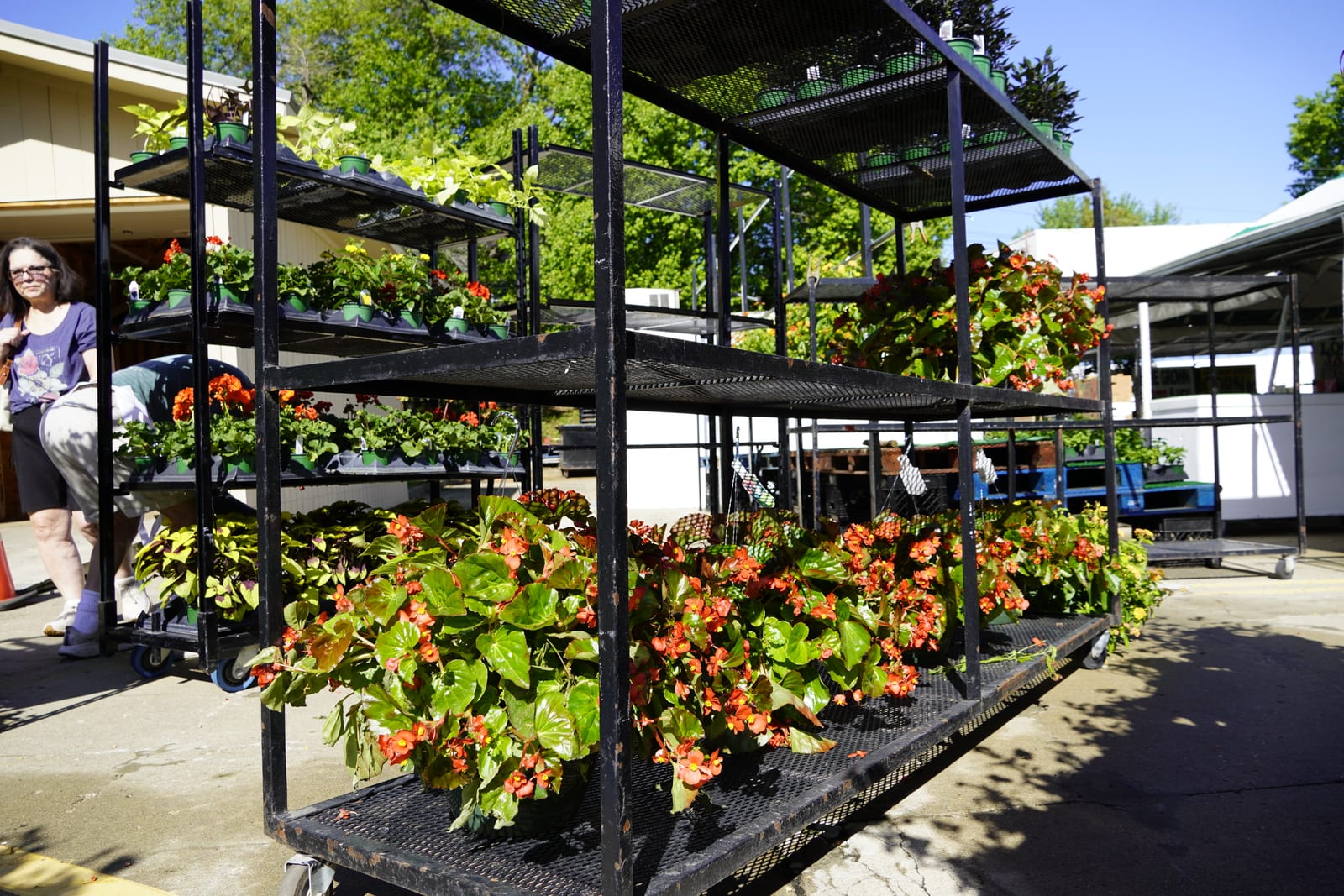 Carts of begonias and bedding plants outside the stand