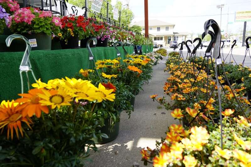 Vibrant fresh flowers