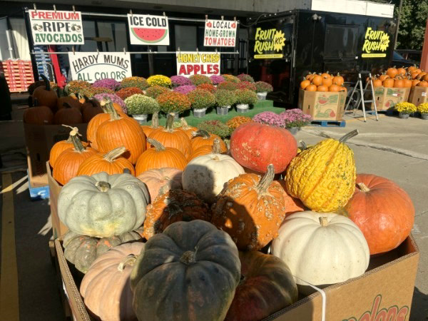 Green, cream, orange, and yellow decorative gourds with flowering mums behind them.