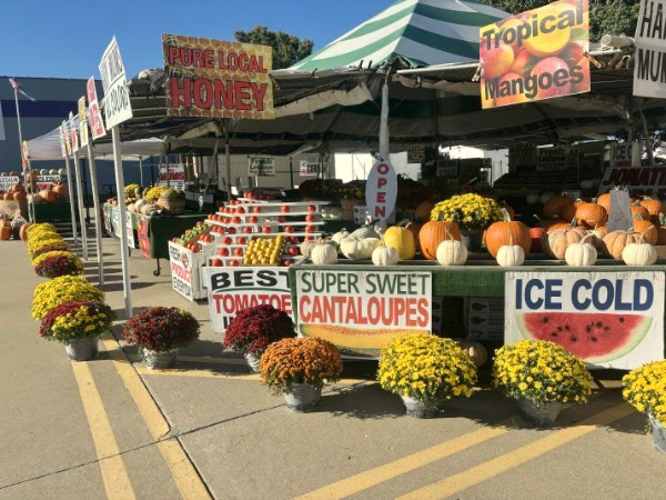 Yellow, red, and orange hardy mums line the stand in front of pumpkins under the striped awning.