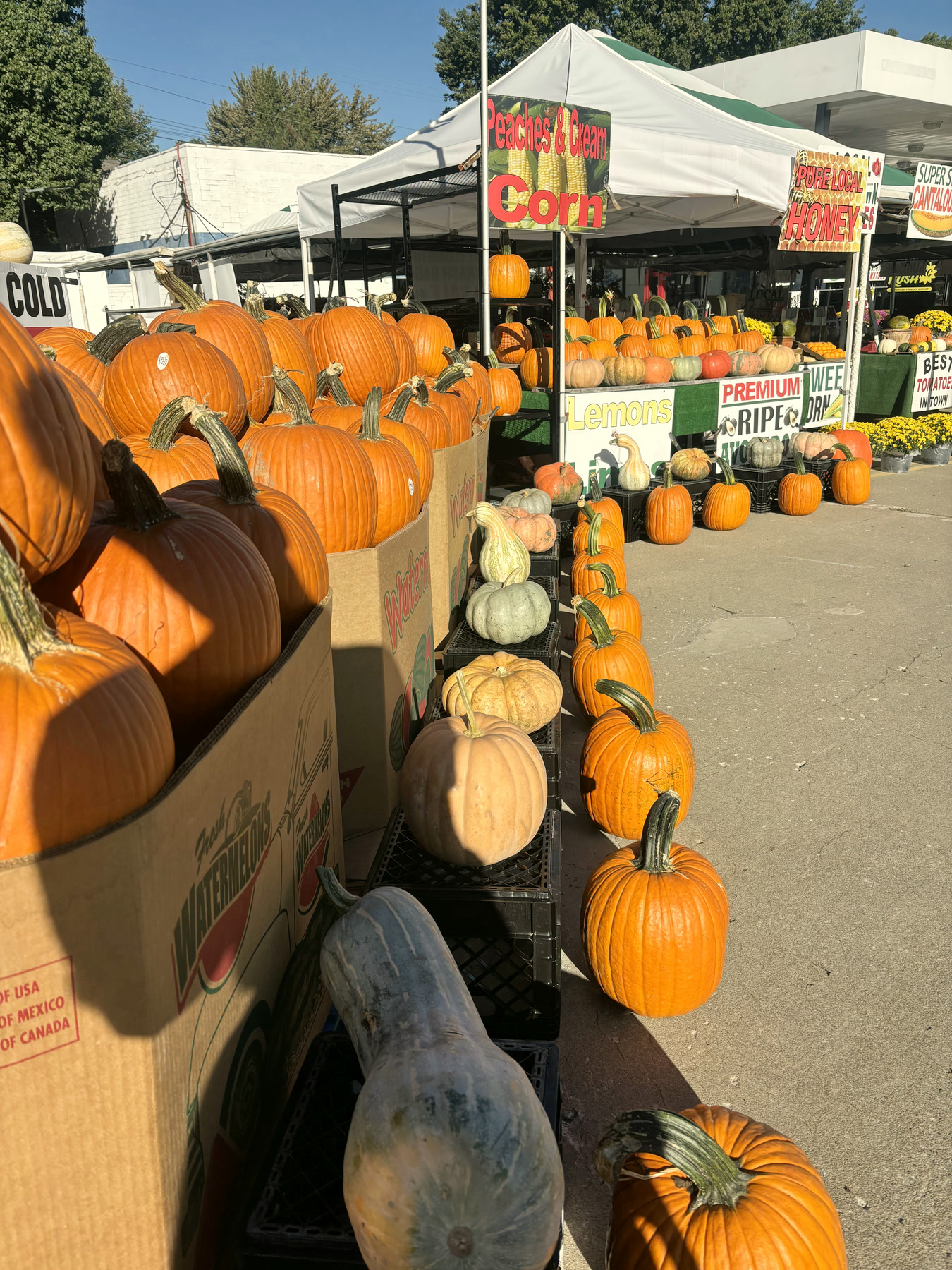 Orange pumpkins and pale green gourds line the sidewalk beside the stand.